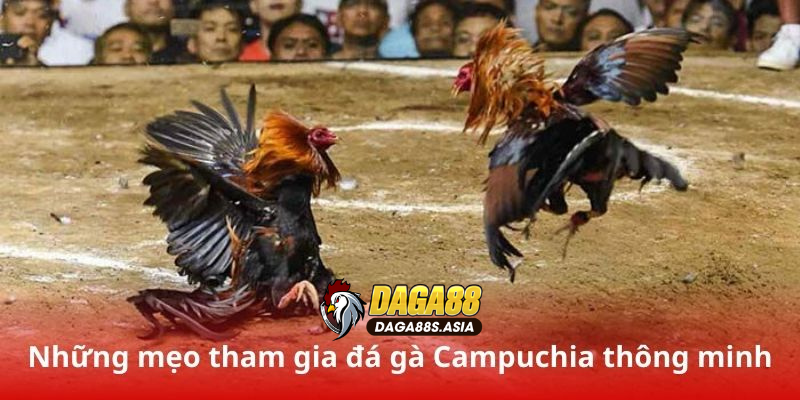 Những mẹo tham gia đá gà Campuchia thông minh