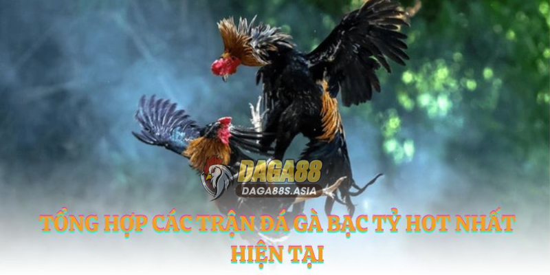 Tổng hợp các trận đá gà bạc tỷ hot nhất hiện tại