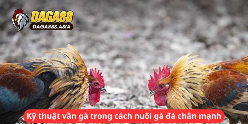 Kỹ thuật vần gà trong cách nuôi gà đá chân mạnh như nào?