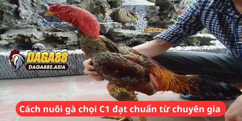 Cách nuôi gà chọi C1 đạt chuẩn từ chuyên gia 