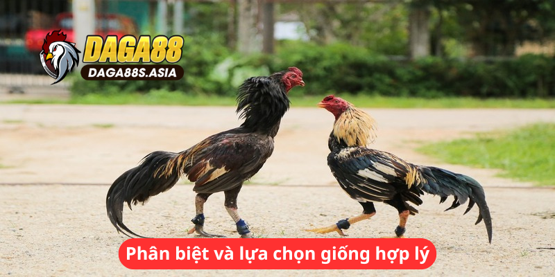 Phân biệt và lựa chọn giống hợp lý