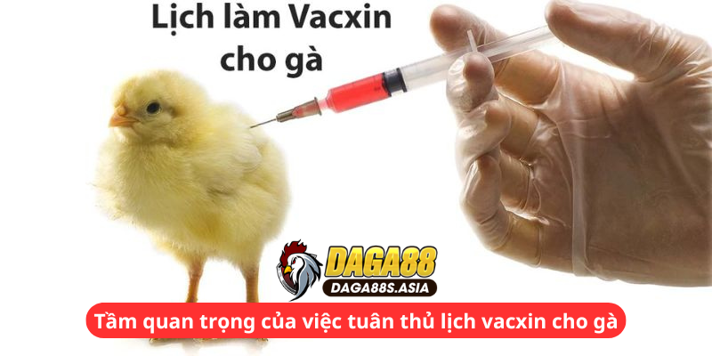 Tầm quan trọng của việc tuân thủ lịch vacxin cho gà