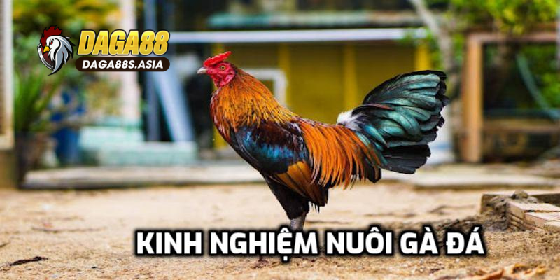 Chăm sóc gà thường xuyên