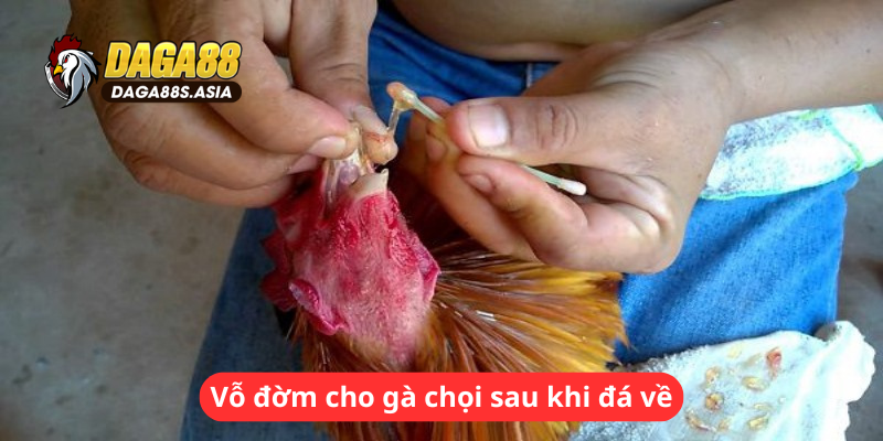 Vỗ đờm cho gà chọi sau khi đá về