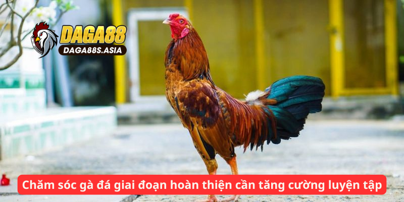 Chăm sóc gà đá giai đoạn hoàn thiện cần tăng cường luyện tập