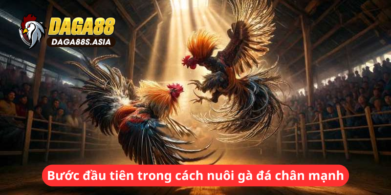 Bước đầu tiên trong cách nuôi gà đá chân mạnh