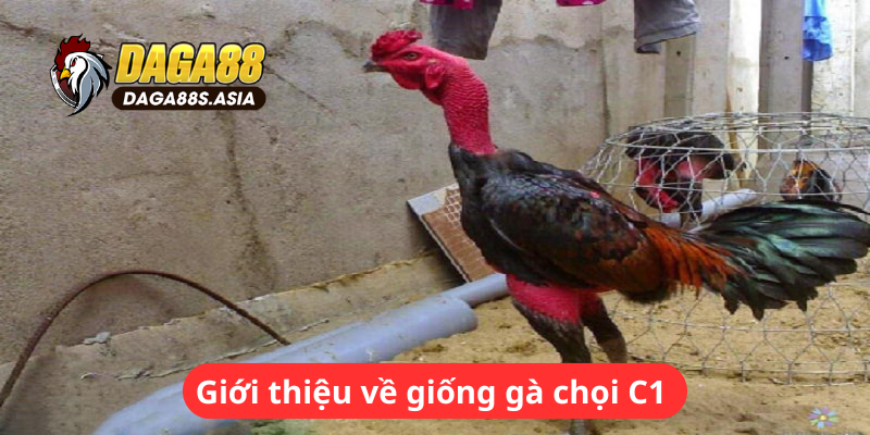 Giới thiệu về giống gà chọi C1 