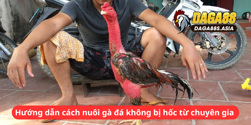 Hướng dẫn cách nuôi gà đá không bị hốc từ chuyên gia 