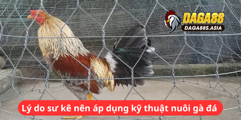 Lý do sư kê nên áp dụng kỹ thuật nuôi gà đá 