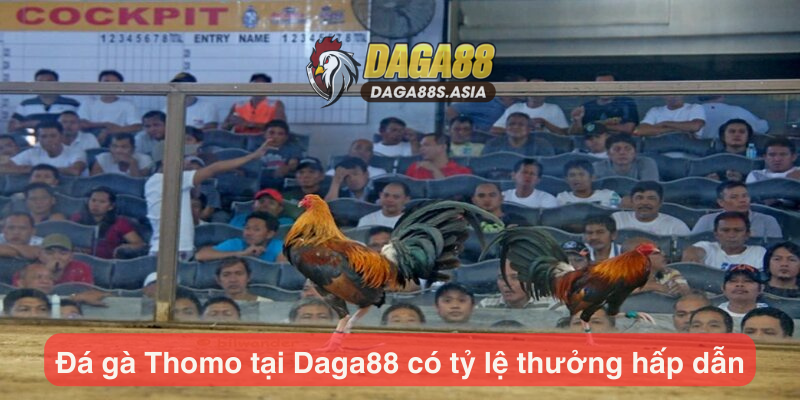 Đá gà Thomo tại Daga88 có tỷ lệ thưởng hấp dẫn