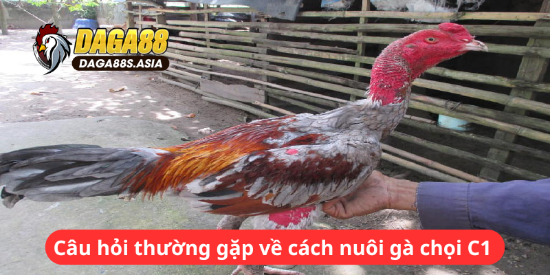 Câu hỏi thường gặp về cách nuôi gà chọi C1 