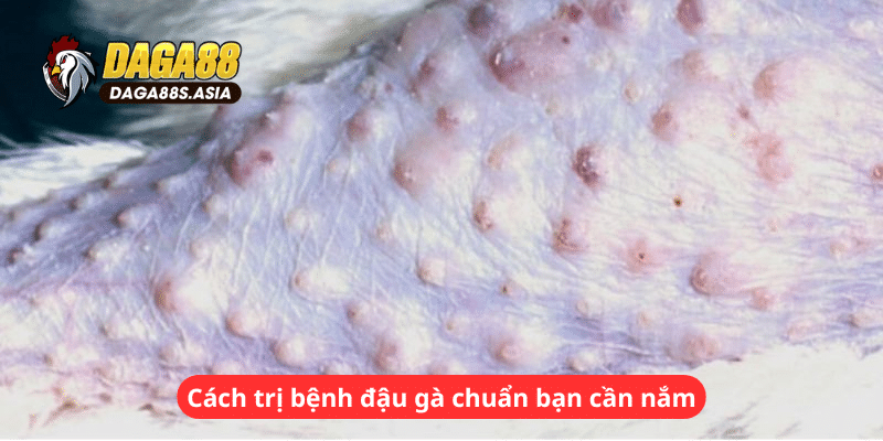 Cách trị bệnh đậu gà chuẩn bạn cần nắm