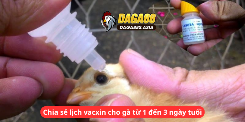 Chia sẻ lịch vacxin cho gà từ 1 đến 3 ngày tuổi