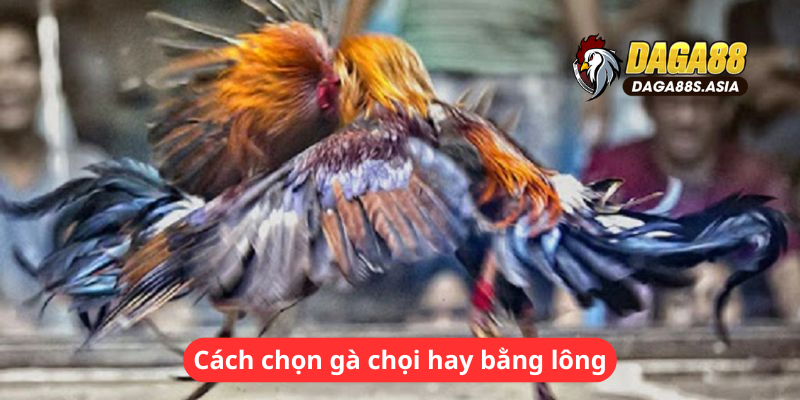 Cách chọn gà chọi hay bằng lông