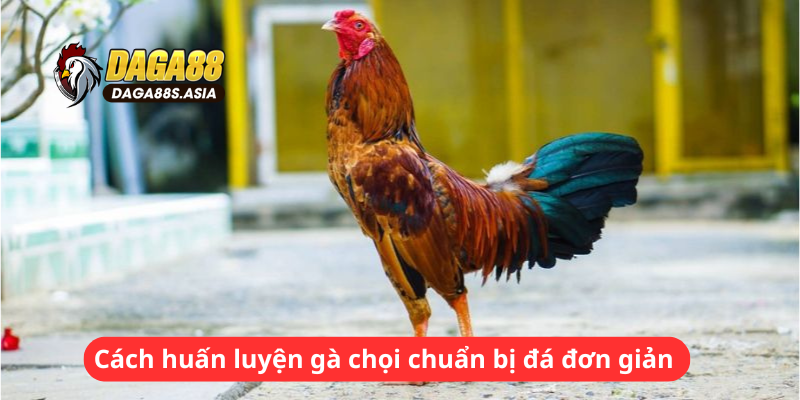 Cách huấn luyện gà chọi chuẩn bị đá đơn giản 