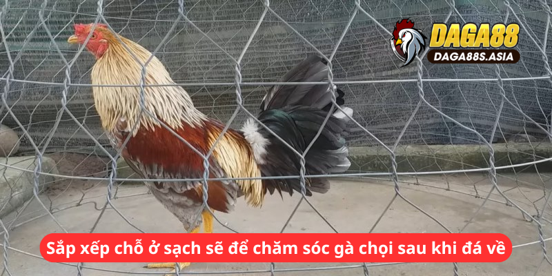 Sắp xếp chỗ ở sạch sẽ để chăm sóc gà chọi sau khi đá về