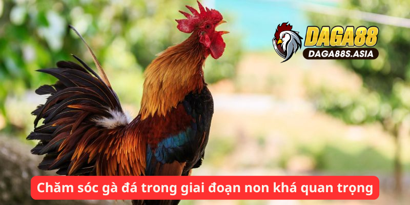 Chăm sóc gà đá trong giai đoạn non khá quan trọng