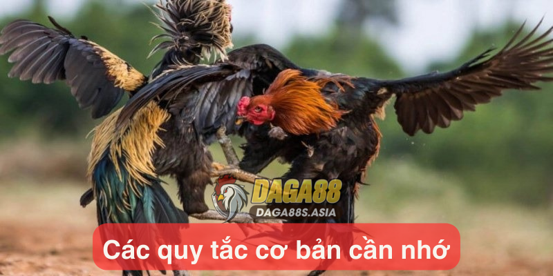 Các quy tắc cơ bản cần nhớ khi theo dõi trận đối đầu