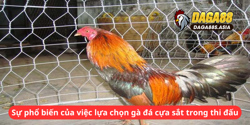 Sự phổ biến của việc lựa chọn gà đá cựa sắt trong thi đấu