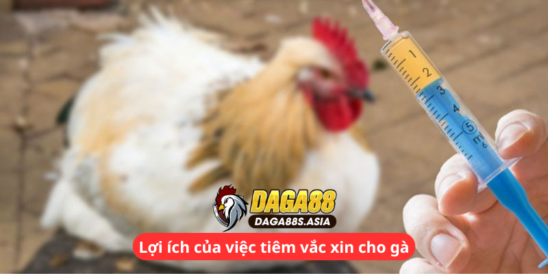 Lợi ích của việc tiêm vắc xin cho gà