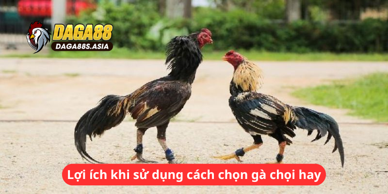 Lợi ích khi sử dụng cách chọn gà chọi hay