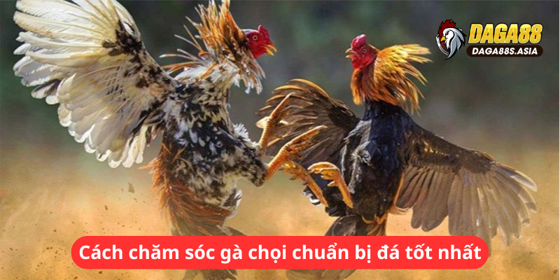 Cách chăm sóc gà chọi chuẩn bị đá tốt nhất