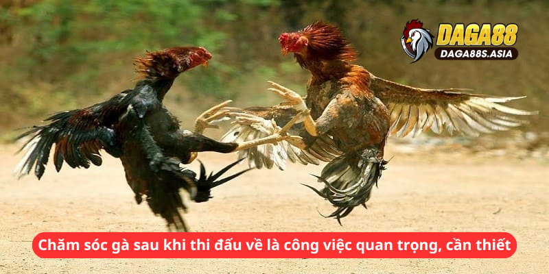 Chăm sóc gà sau khi thi đấu về là công việc quan trọng, cần thiết