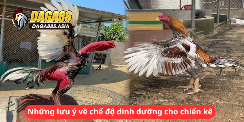 Những lưu ý về chế độ dinh dưỡng cho chiến kê của bản thân