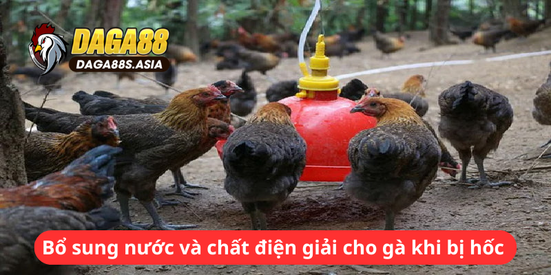 Bổ sung nước và chất điện giải cho gà khi bị hốc 