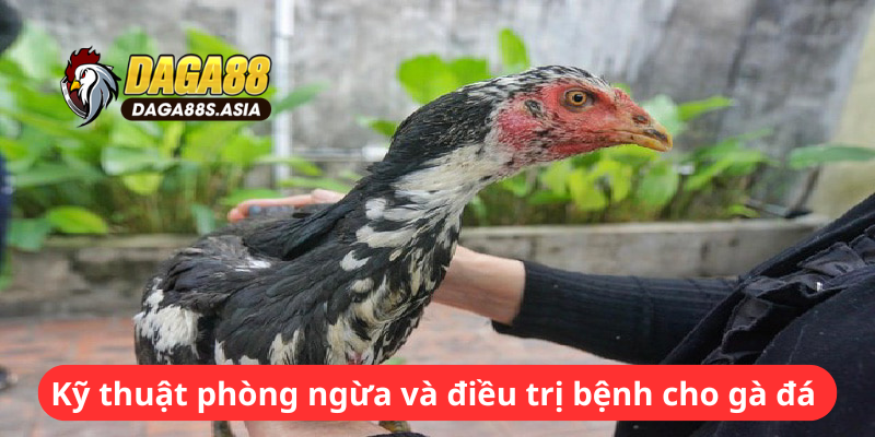 Kỹ thuật phòng ngừa và điều trị bệnh cho gà đá 