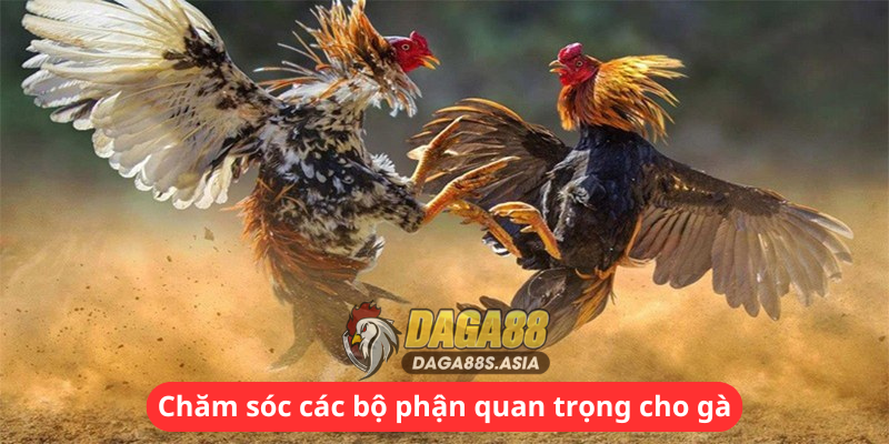 Chăm sóc các bộ phận quan trọng cho gà