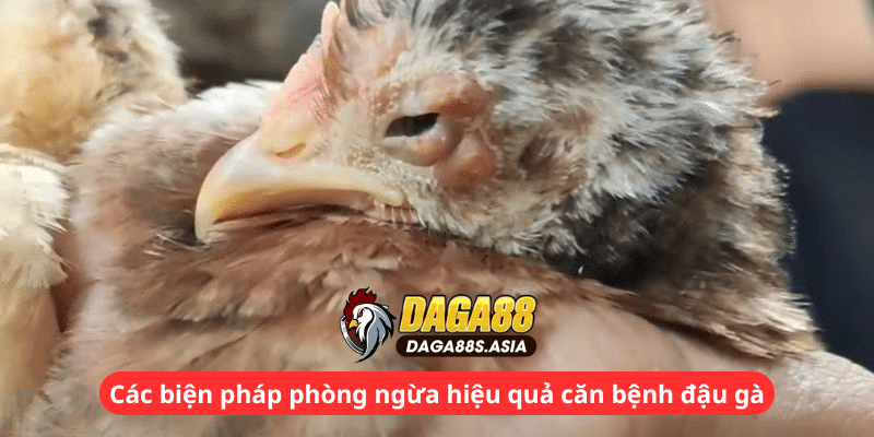 Các biện pháp phòng ngừa hiệu quả căn bệnh đậu gà