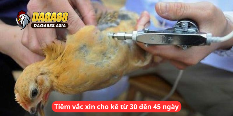 Tiêm vắc xin cho kê từ 30 đến 45 ngày