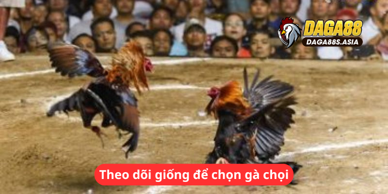 Theo dõi giống để chọn gà chọi