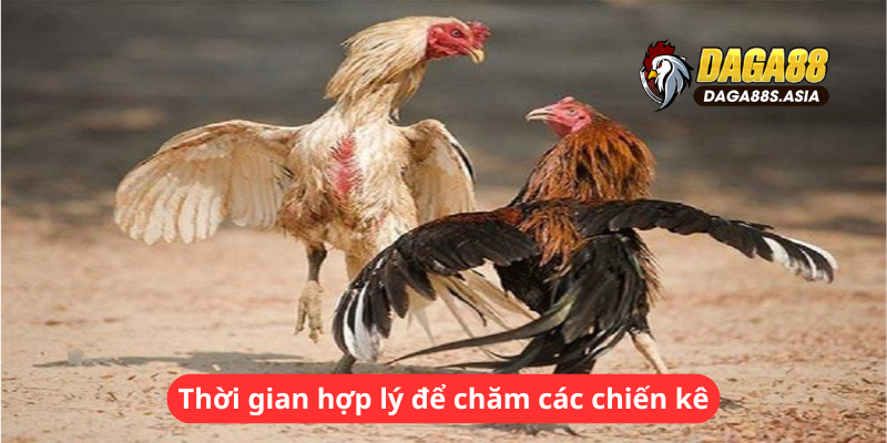 Thời gian hợp lý để chăm các chiến kê