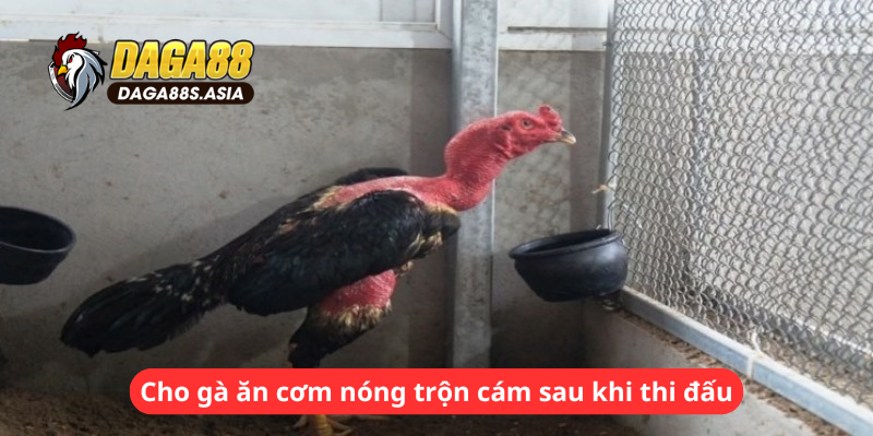 Cho gà ăn cơm nóng trộn cám sau khi thi đấu