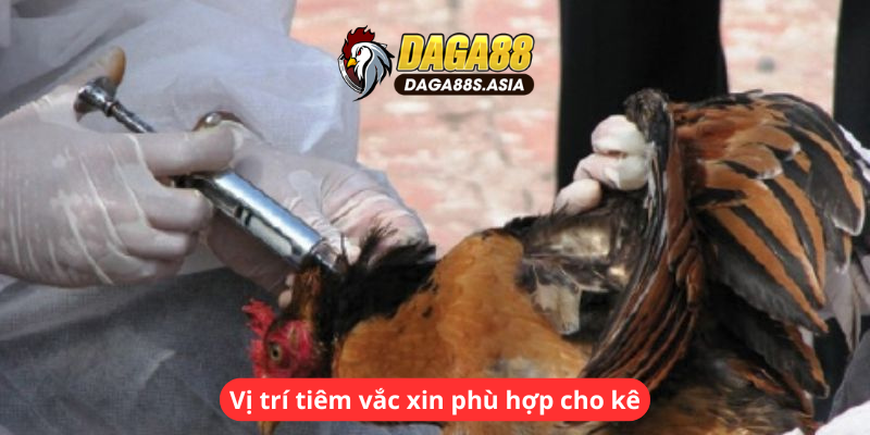 Vị trí tiêm vắc xin phù hợp cho kê