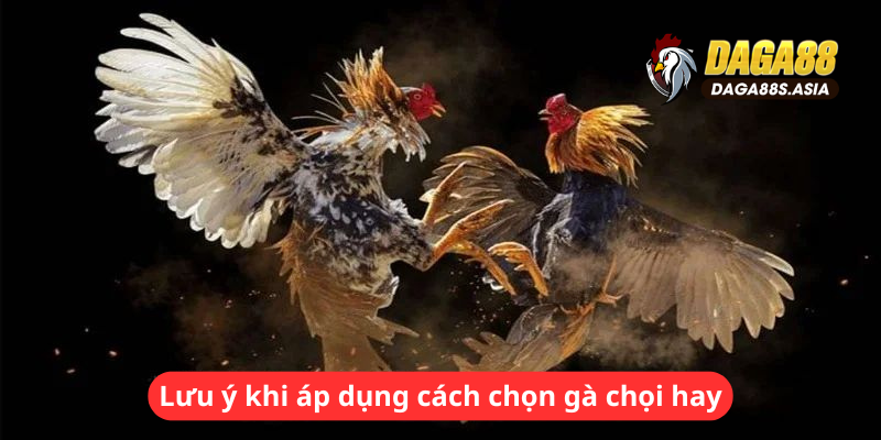 Lưu ý khi áp dụng cách chọn gà chọi hay