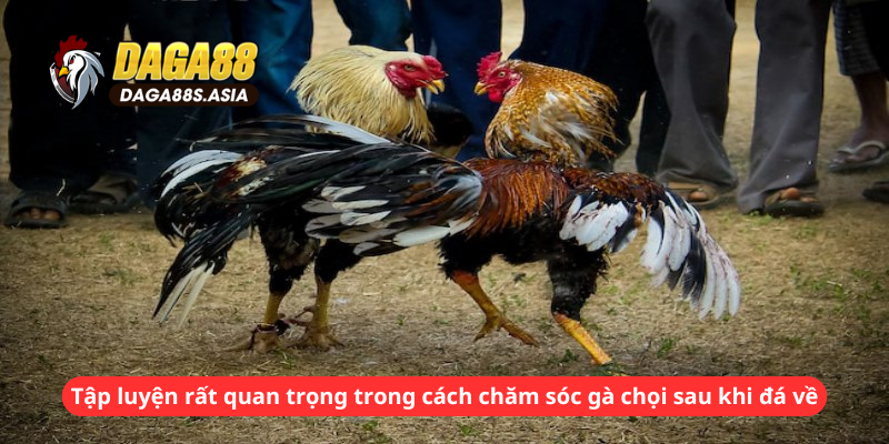 Tập luyện rất quan trọng trong cách chăm sóc gà chọi sau khi đá về