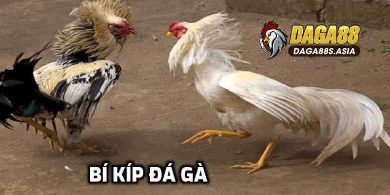 Bí kíp đá gà tại Daga88