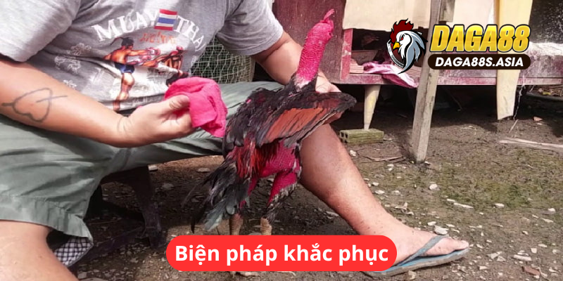 Cách nuôi gà đá không bị hốc - biên pháp khắc phục 