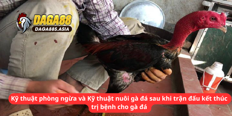 Kỹ thuật nuôi gà đá sau khi trận đấu kết thúc 