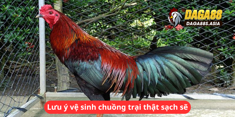 Lưu ý vệ sinh chuồng trại thật sạch sẽ