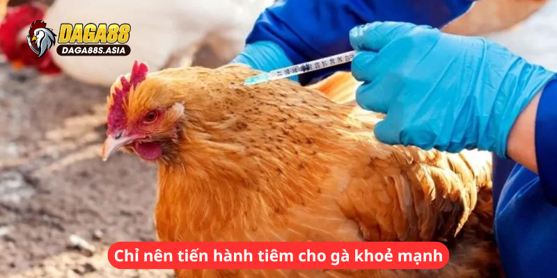 Chỉ nên tiến hành tiêm cho gà khoẻ mạnh