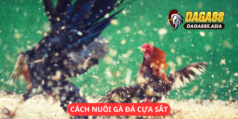 cách nuôi gà đá cựa sắt hiệu quả