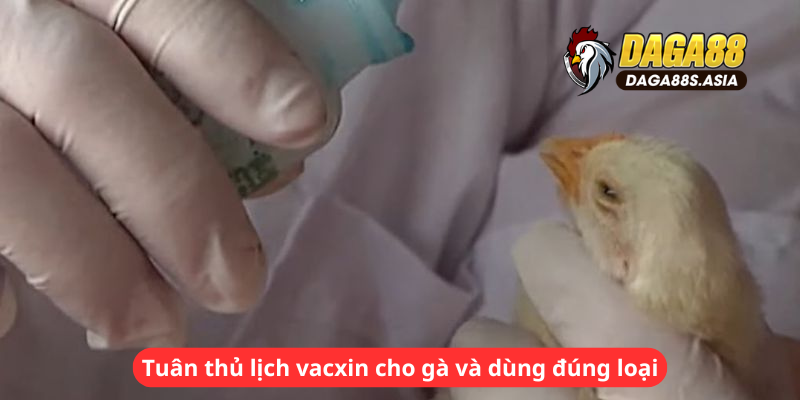 Tuân thủ lịch vacxin cho gà và dùng đúng loại