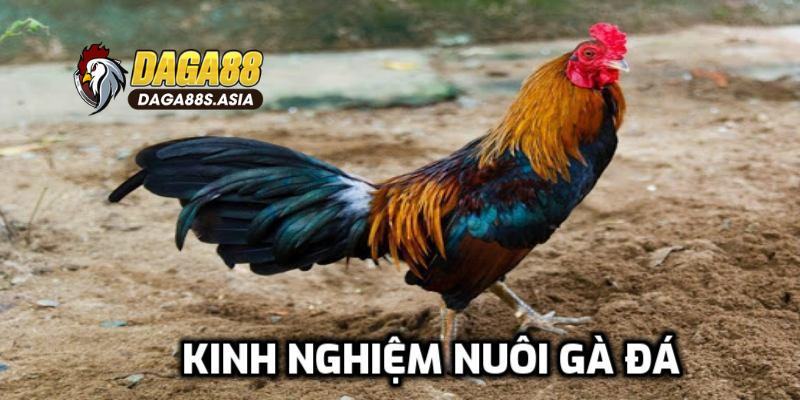 Kỹ thuật chăn nuôi hiệu quả